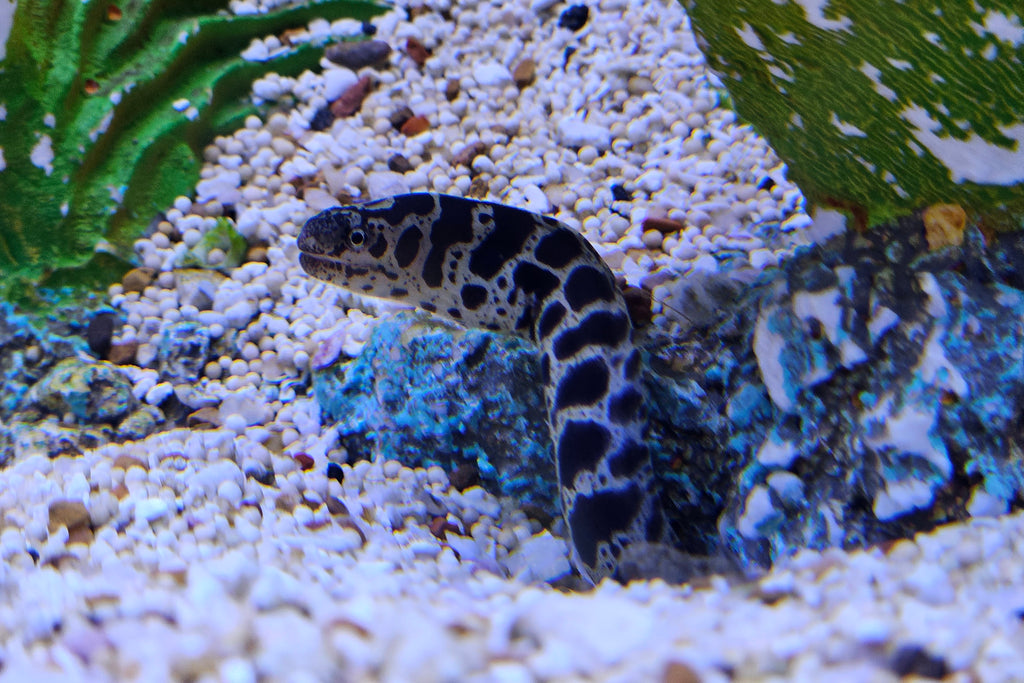 Chainlink Moray