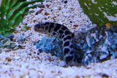 Chainlink Moray