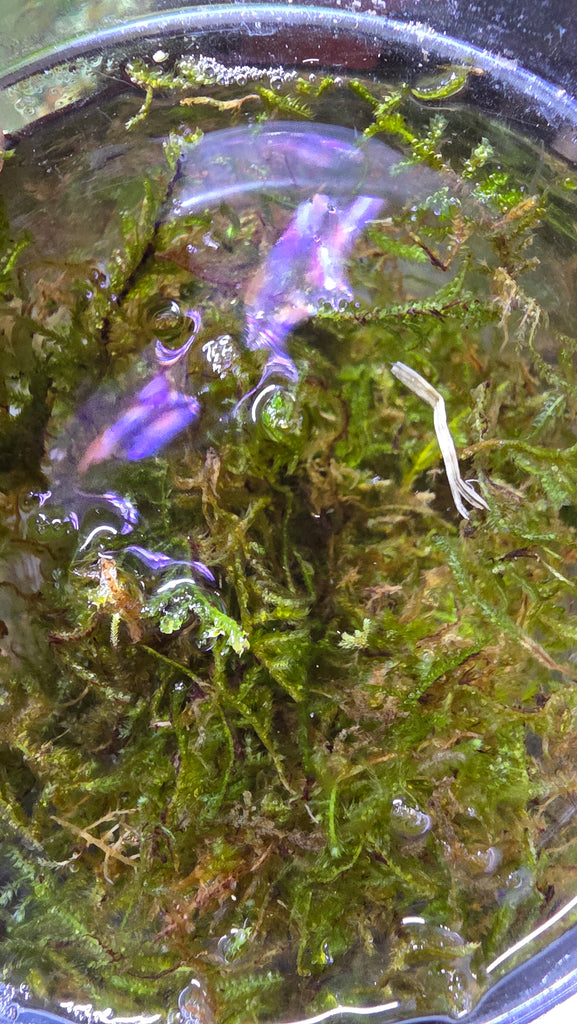 Christmas Moss