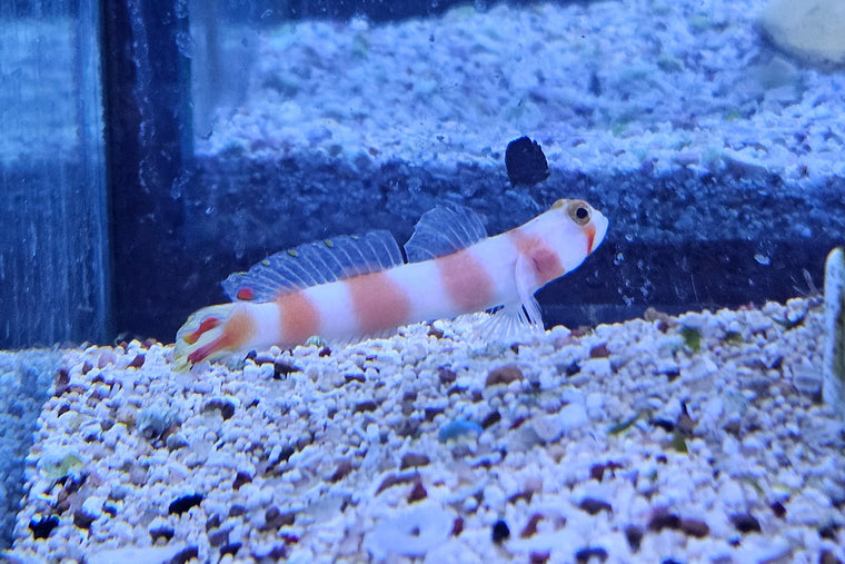 Aurora Goby