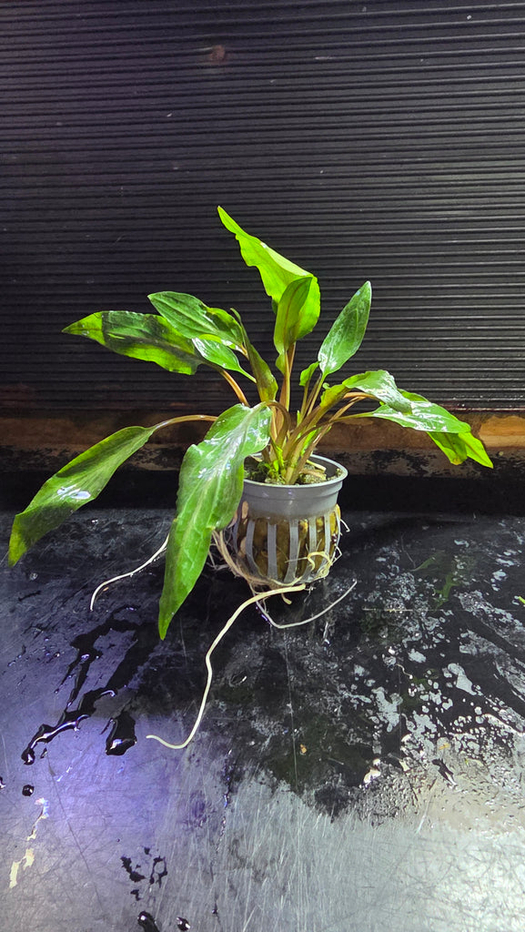 Cryptocoryne undulata -Potted