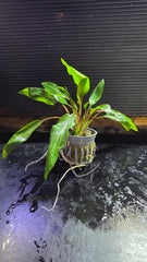 Cryptocoryne undulata -Potted