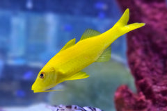 Yellow Goatfish