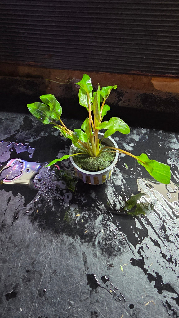 Cryptocoryne wendtii "Red" -Potted