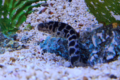 Chainlink Moray