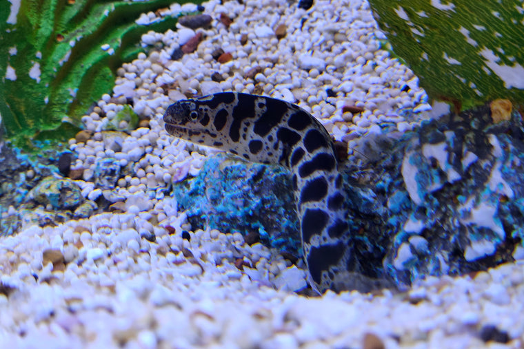 Chainlink Moray