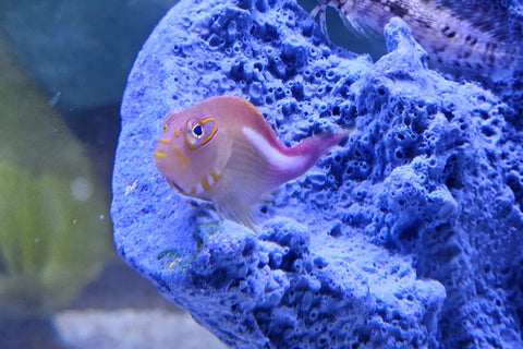 Arc-Eye Hawkfish