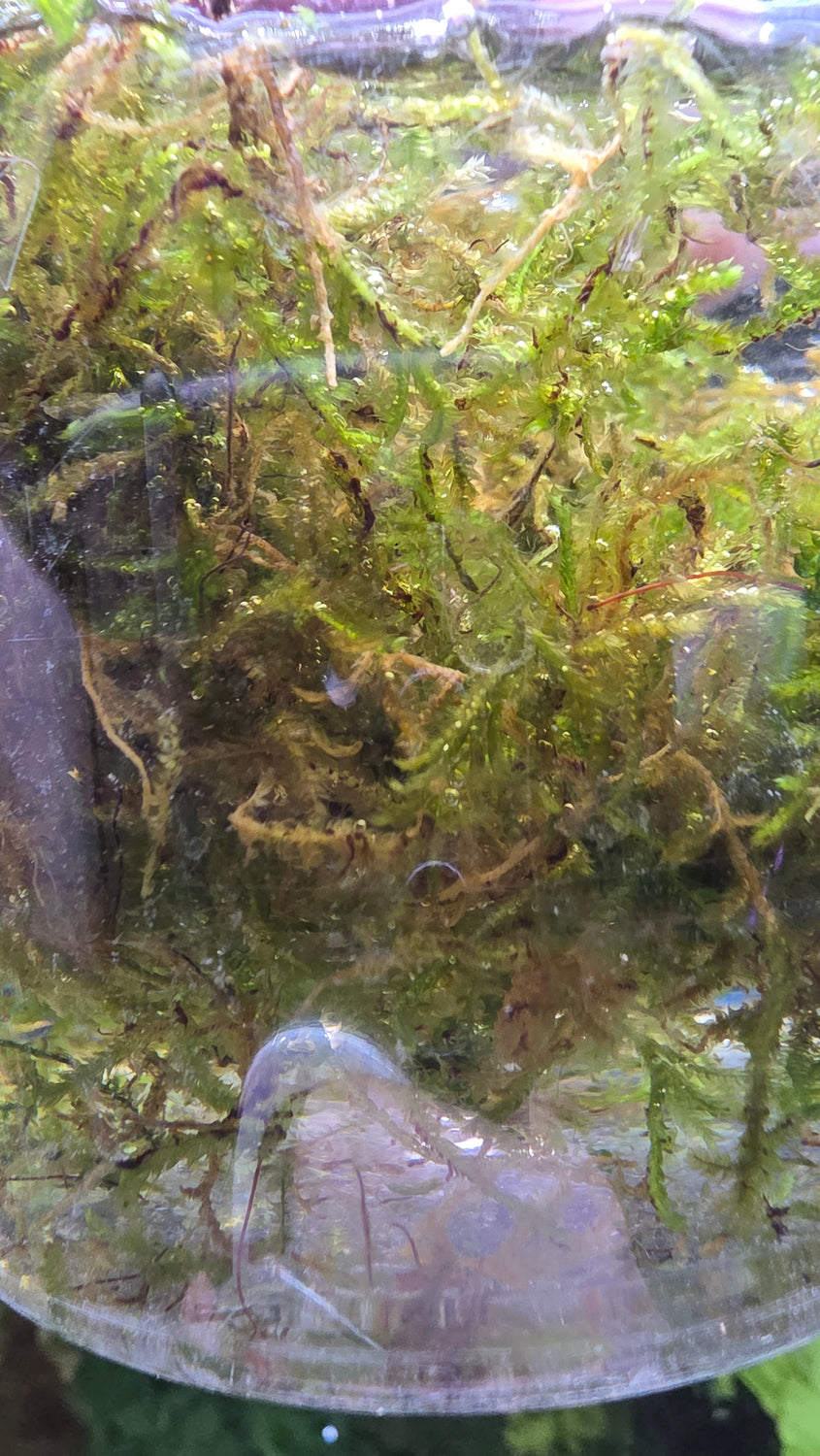 Christmas Moss