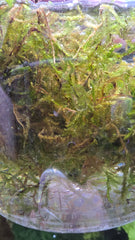 Christmas Moss