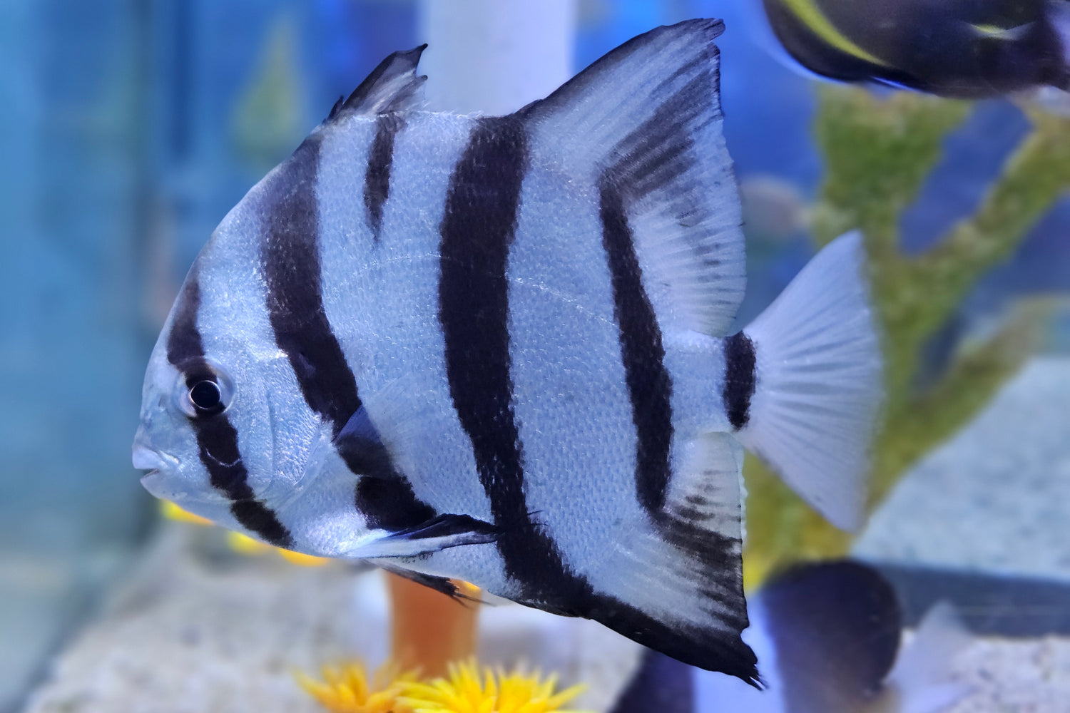 Spadefush Spadefish