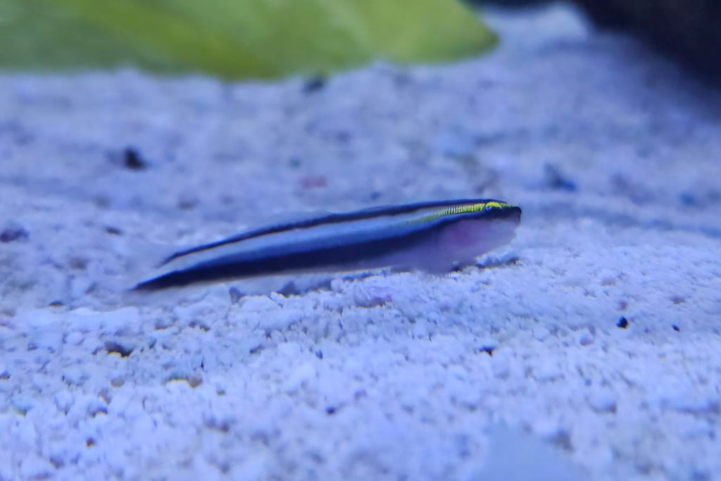 Sharknose Goby