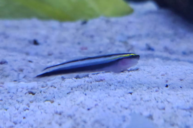 Sharknose Goby