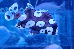 Clown Sweetlips