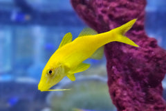 Yellow Goatfish