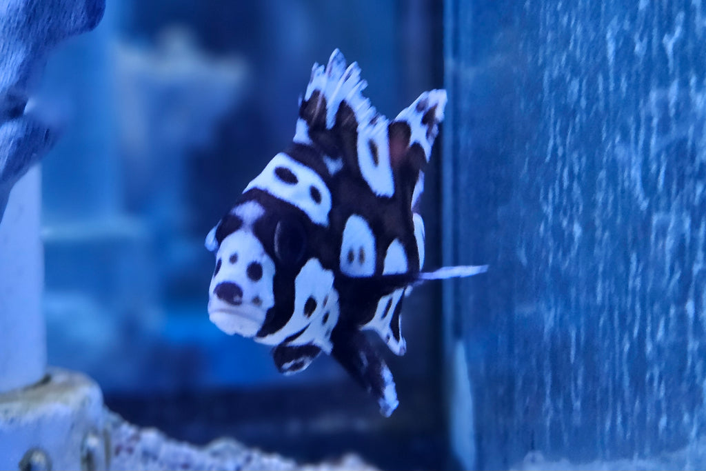 Clown Sweetlips