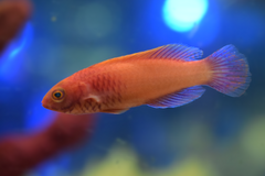 Rubrisquamis Wrasse