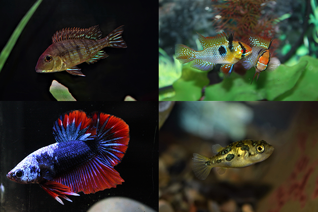 Shop For Fish Tropical fish Store | Aquarium Supplies | Aquarium store Clifton NJ