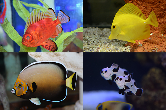 The reef sales tropical fish store