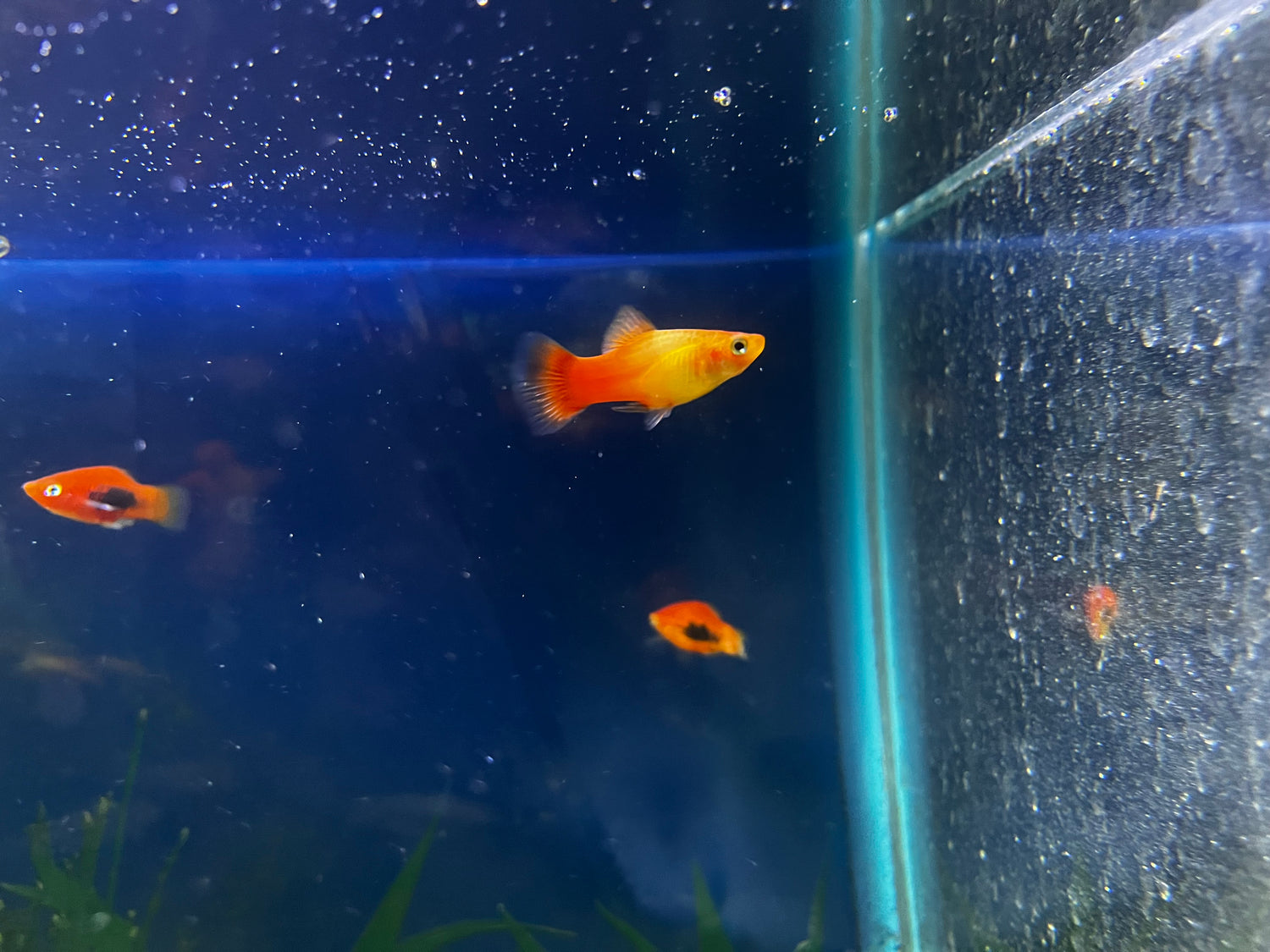 Sunset Platy sunset-platy