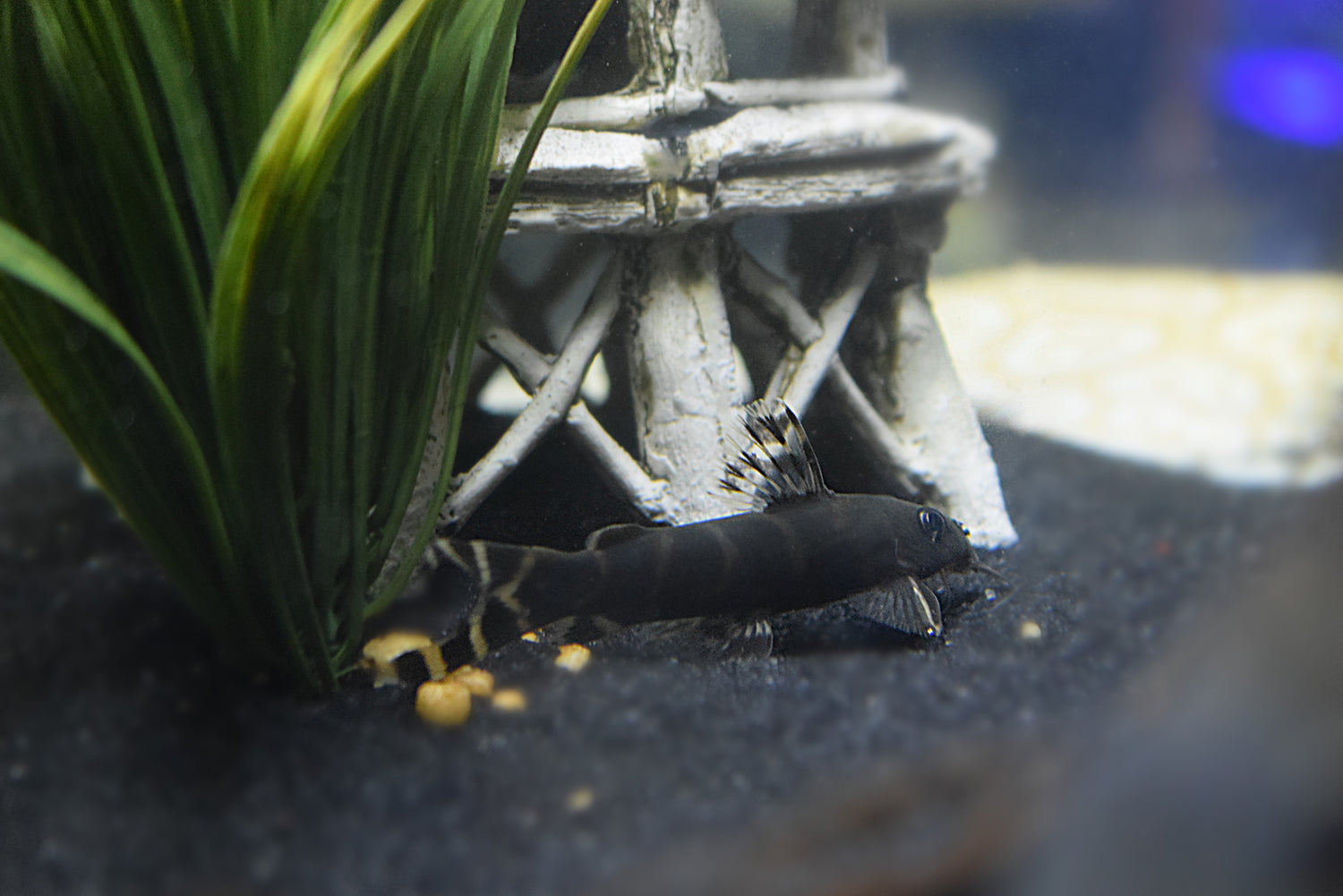 Synodontis brichardi