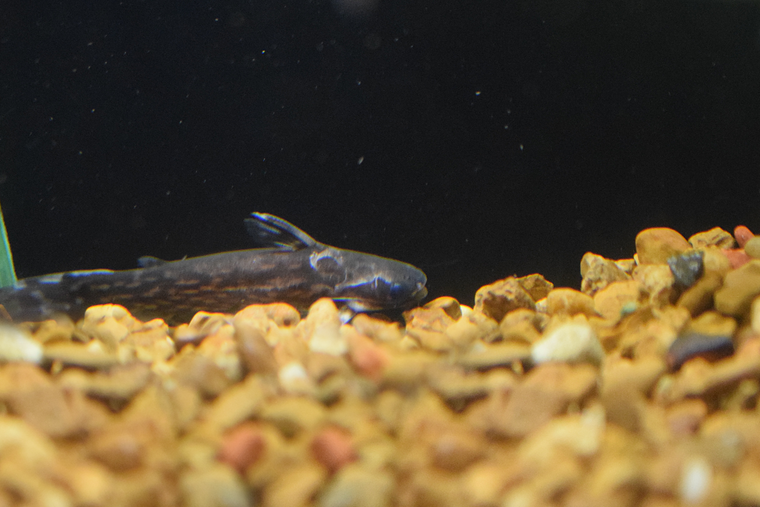 Tatia intermedia (Wood Catfish)