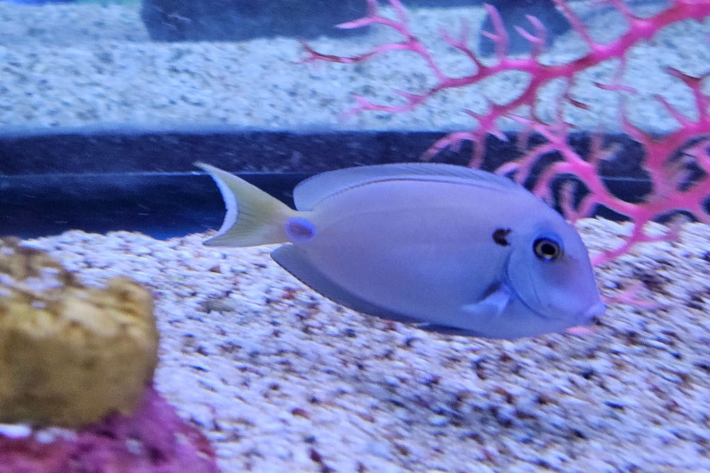 Tennenti Tang