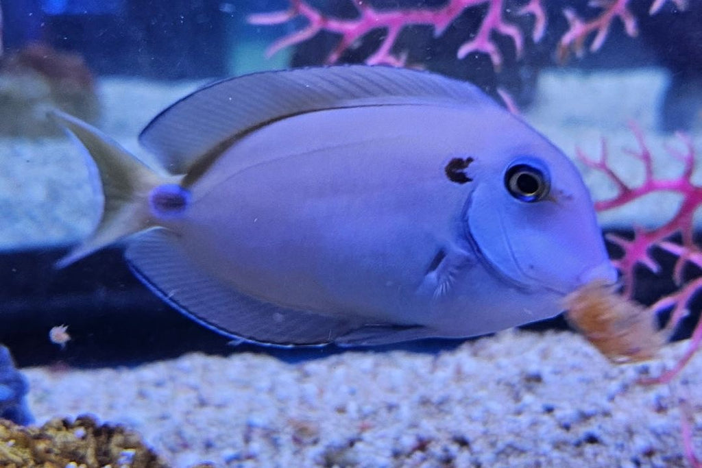 Tennenti Tang