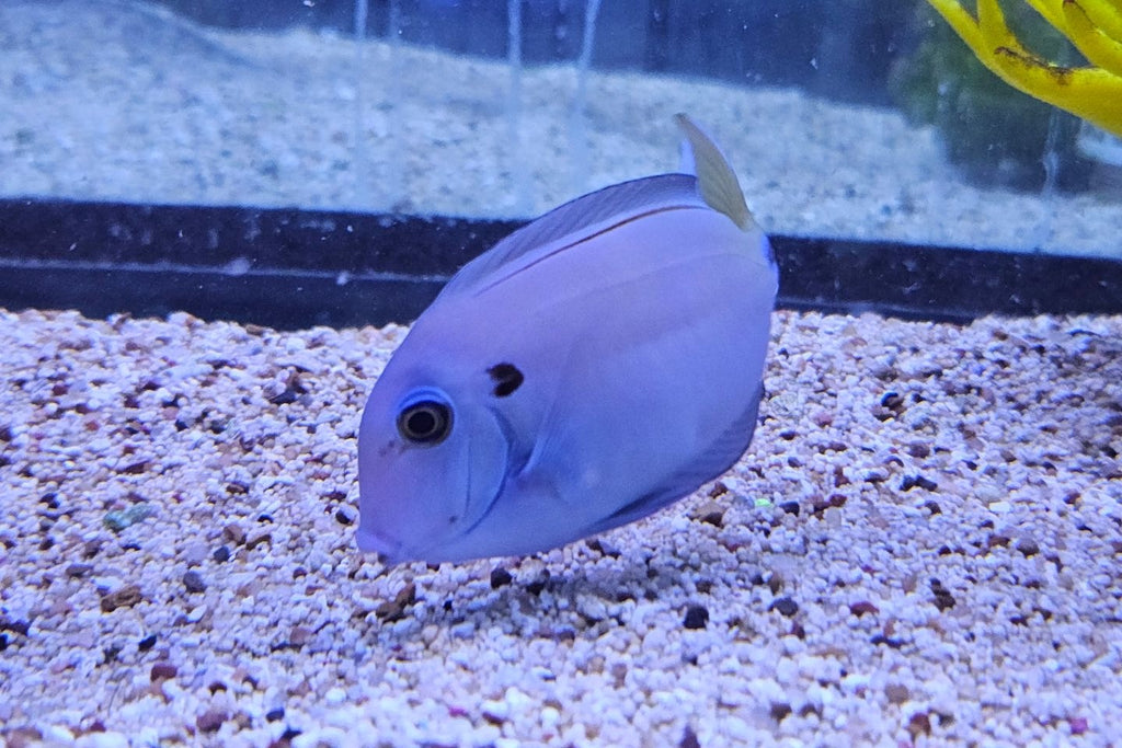 Tennenti Tang