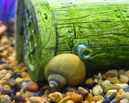 Mystery Snail
