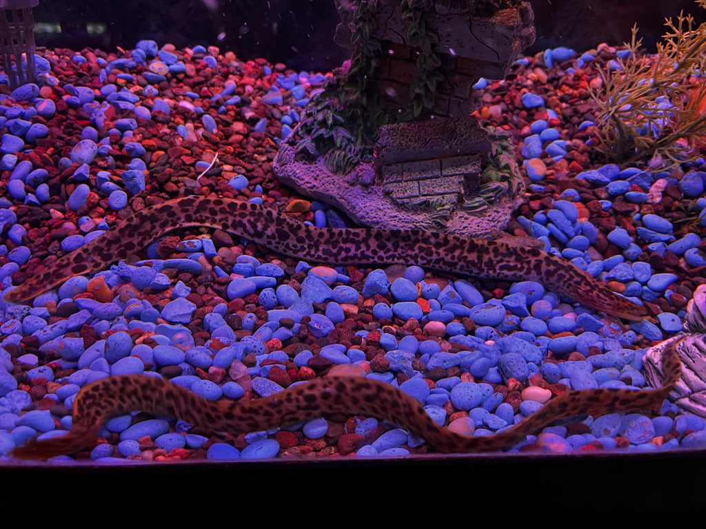 Live Freshwater Tiger Moray Eel (Gymnothorax Polyuranodon) - 13-14in Tropical Fish