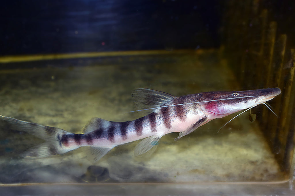 Tigrinus Catfish