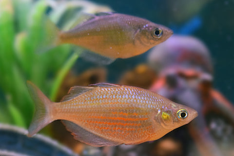 Wanamensis Rainbow