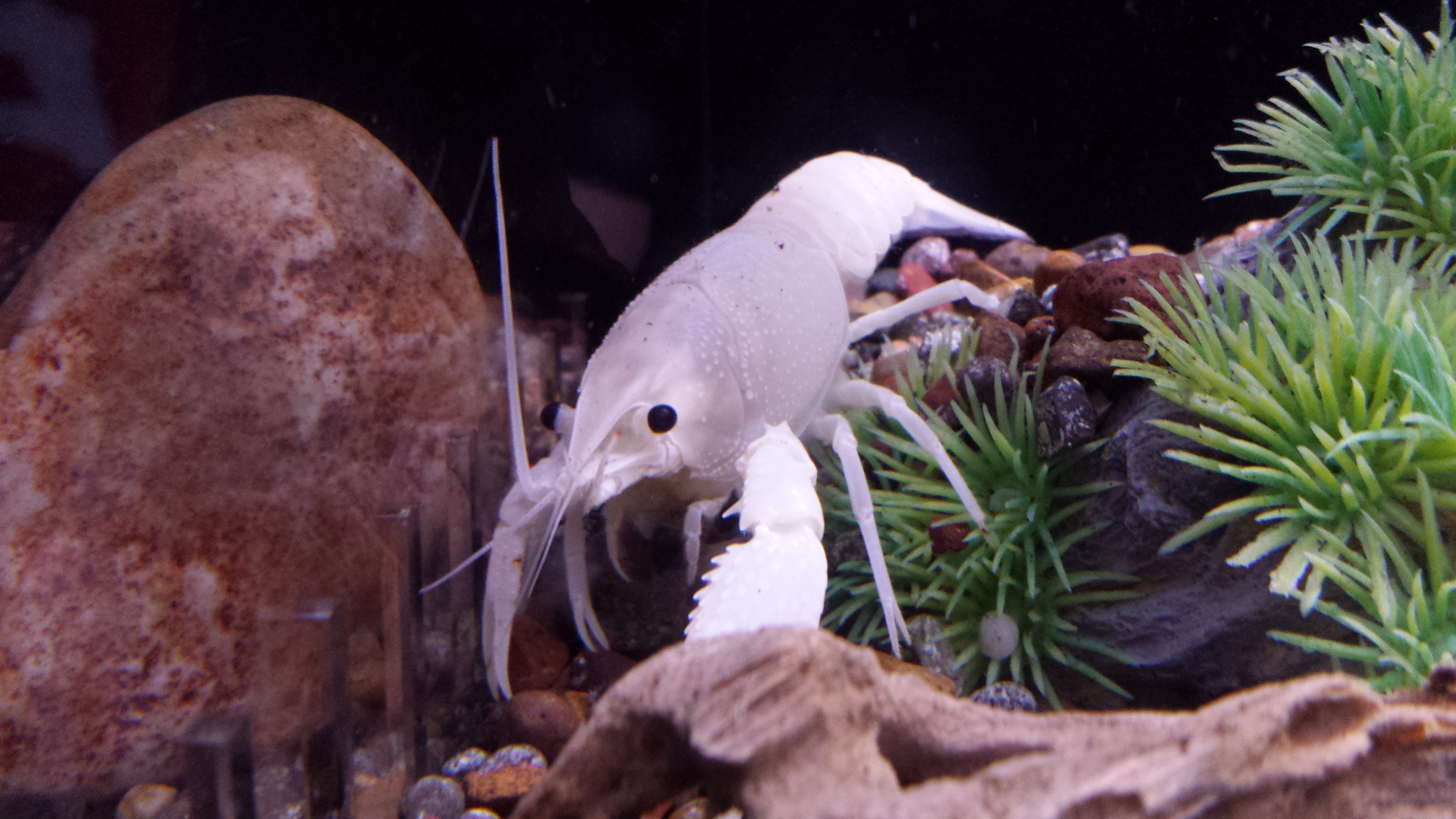 20160303_165452.jpg?v=1624386527