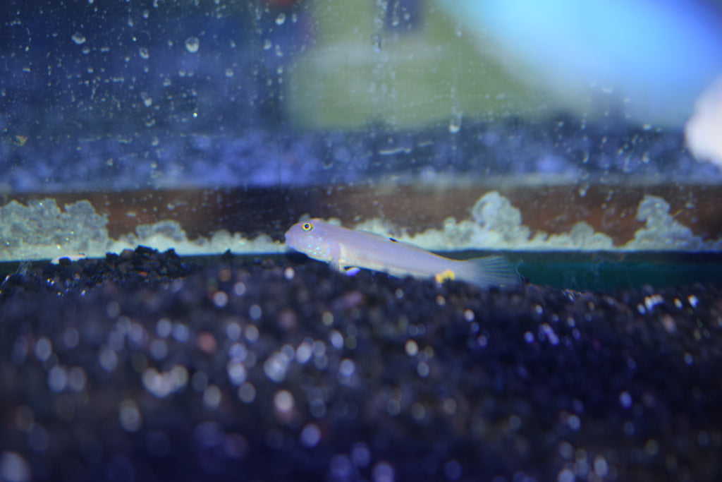 6 Spot Sleeper Goby