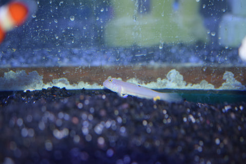 6 Spot Sleeper Goby