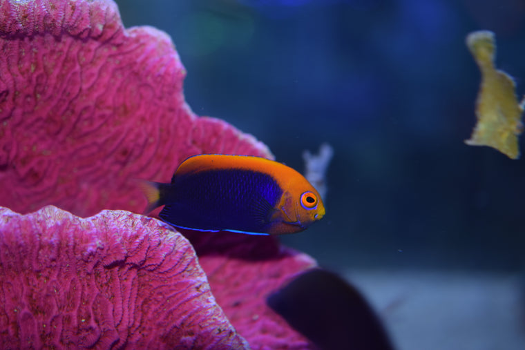 Blue Blanquillo