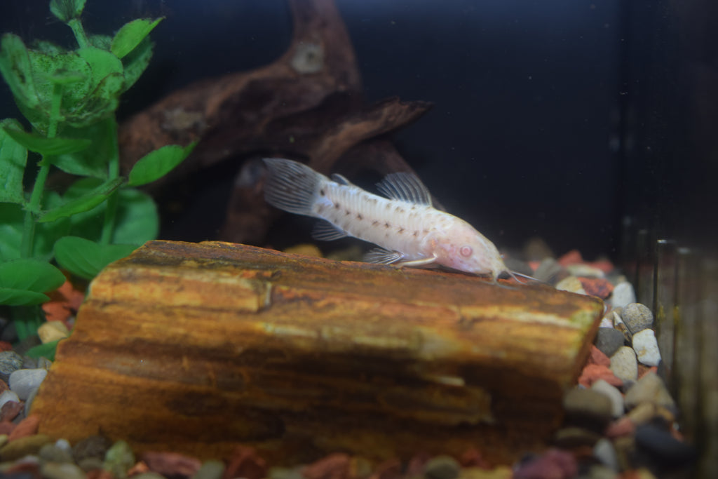Albino Hoplo Catfish