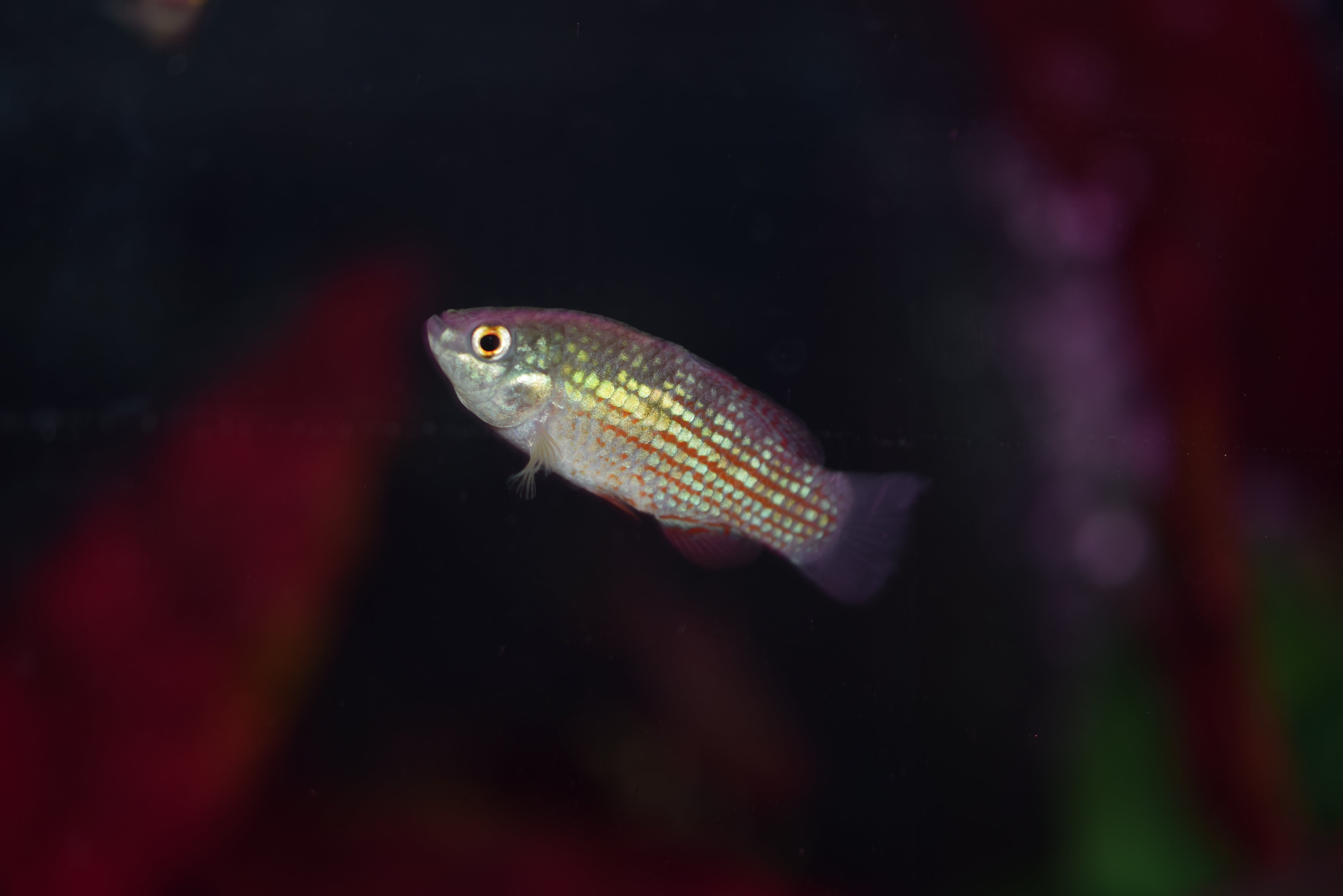 Red Flag Fish American Flagfish