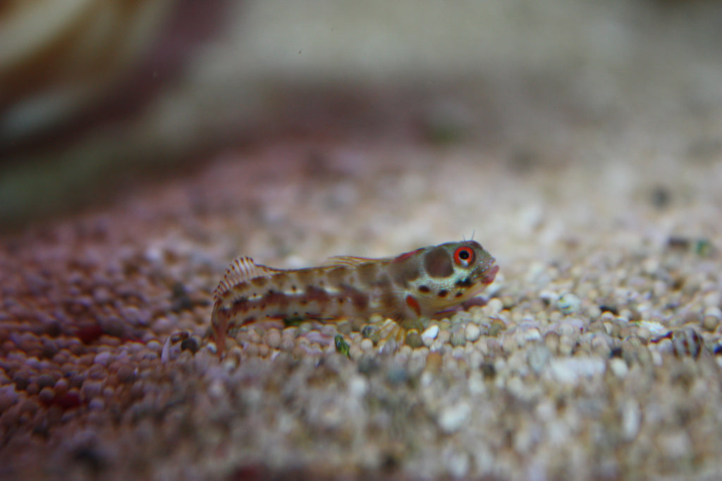 Barnacle Blenny