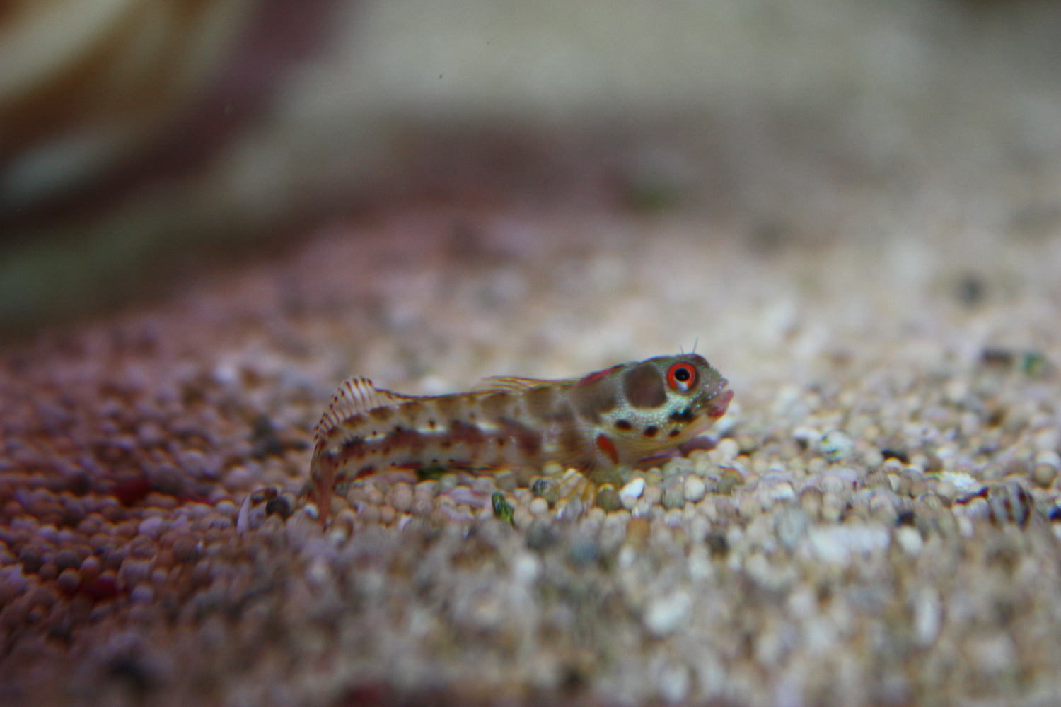 Barnacle Blenny