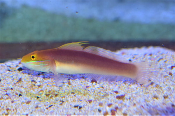 Bella Sleeper Goby