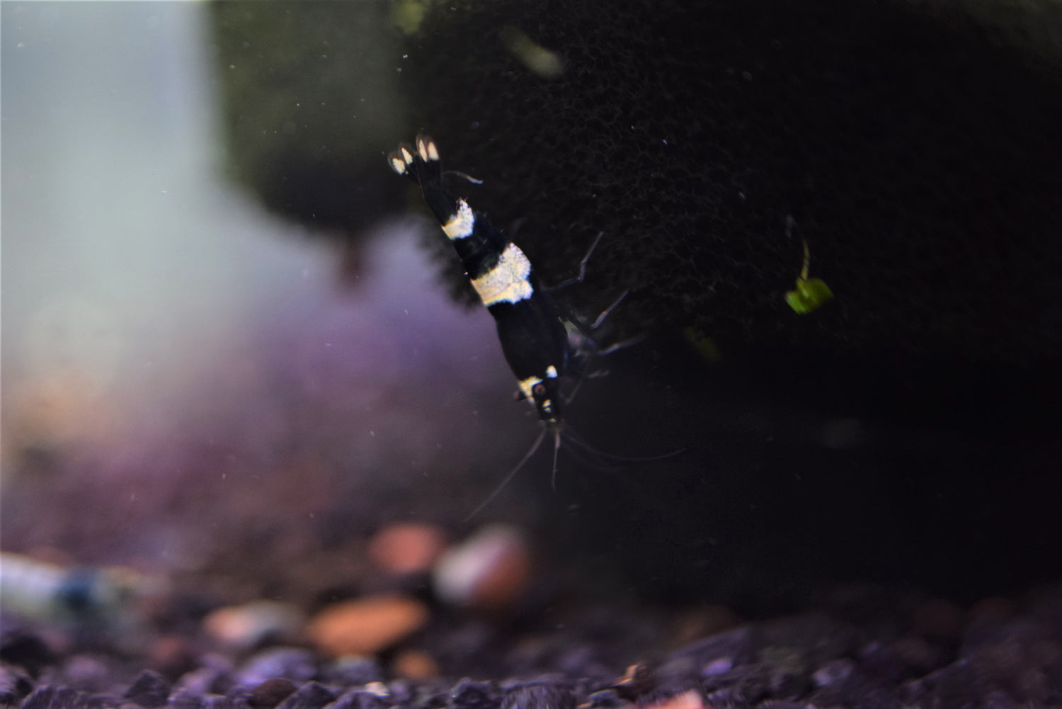 Black Crystal Shrimp