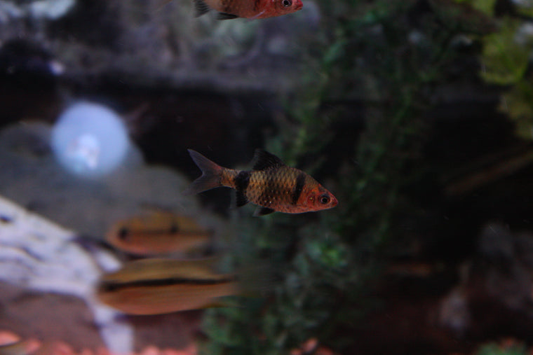 Gold Honey Gourami