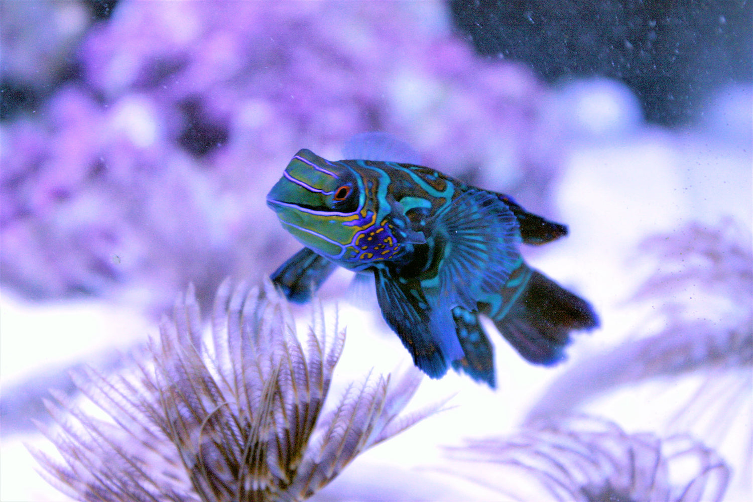 Blue Roo Mandarin Blue Mandarin Fish