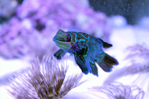 Mandarin Dragonet