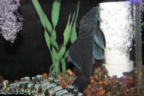 Blue Panaque Pleco (L-239)