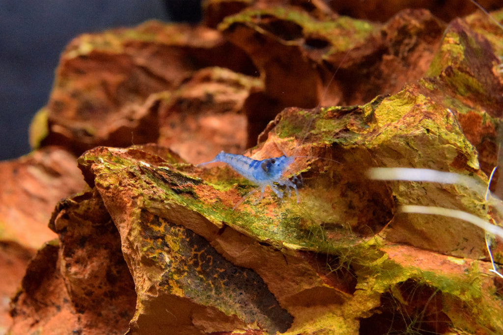Blue Velvet Shrimp