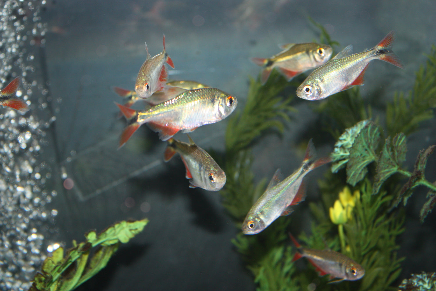 buenos aires tetra planted tank Buenos Aires Tetra