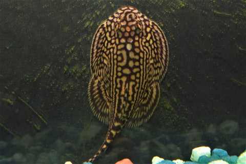 Vietnam Hillstream Loach