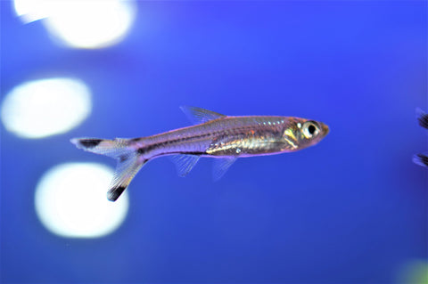 Scissortail Rasbora